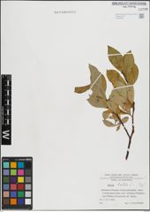 Foto von Salix hastata L.